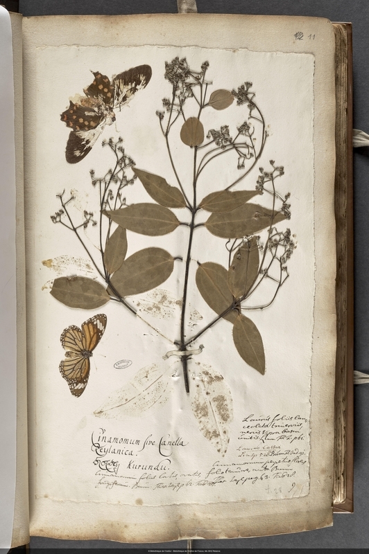 Herbaria: Cinnamon