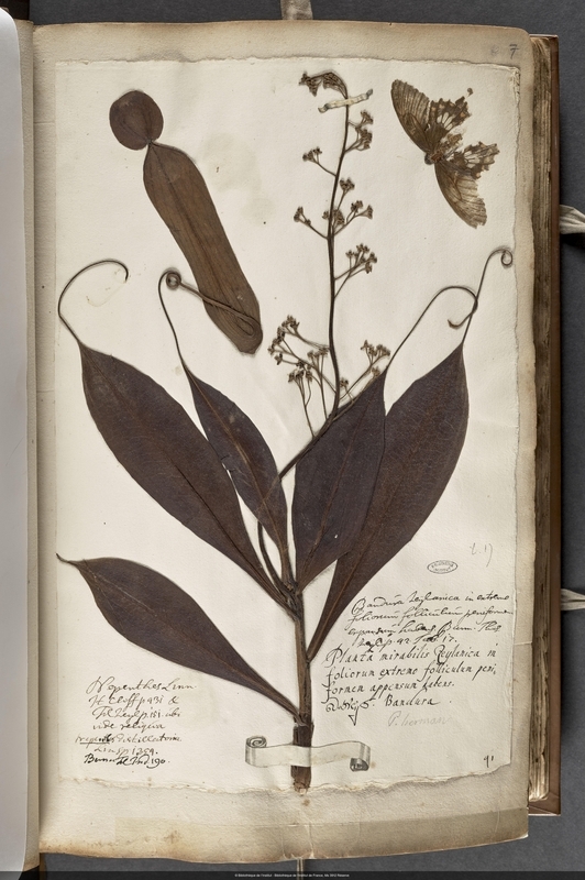 Herbaria: Bandura