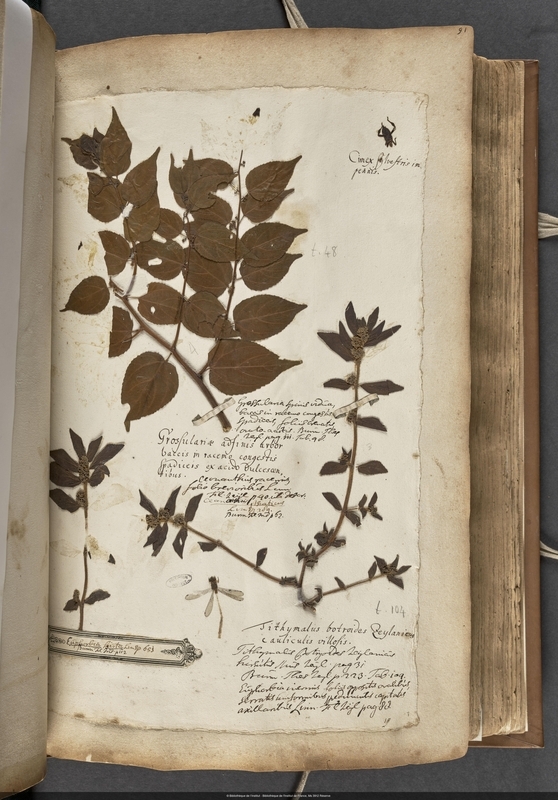 Herbaria: Grossuralia