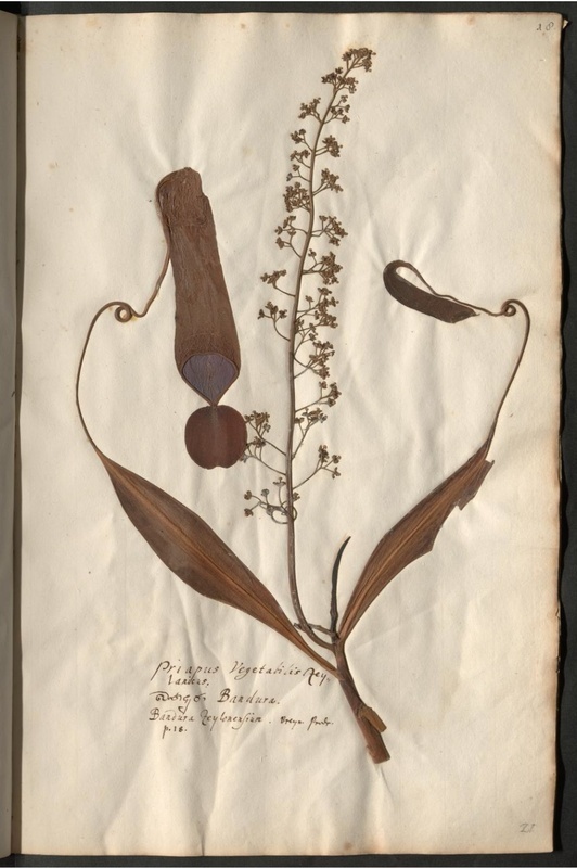 Herbaria: Bandura