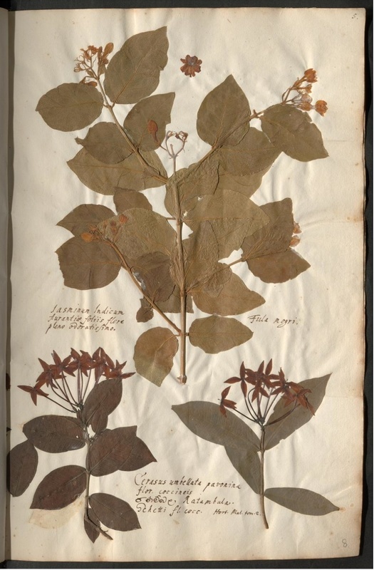 Herbaria: Ratambala