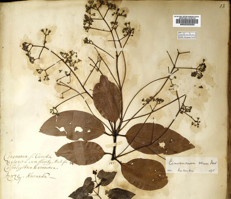 Herbaria: Cinnamon