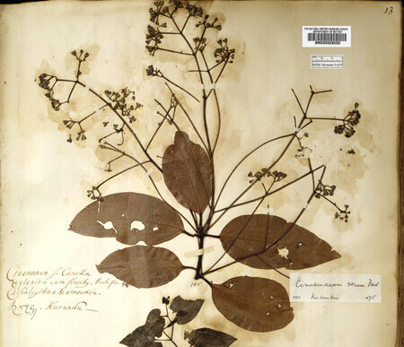 Herbaria: Cinnamon